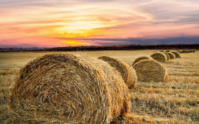 3 Farming Tips to Save Money