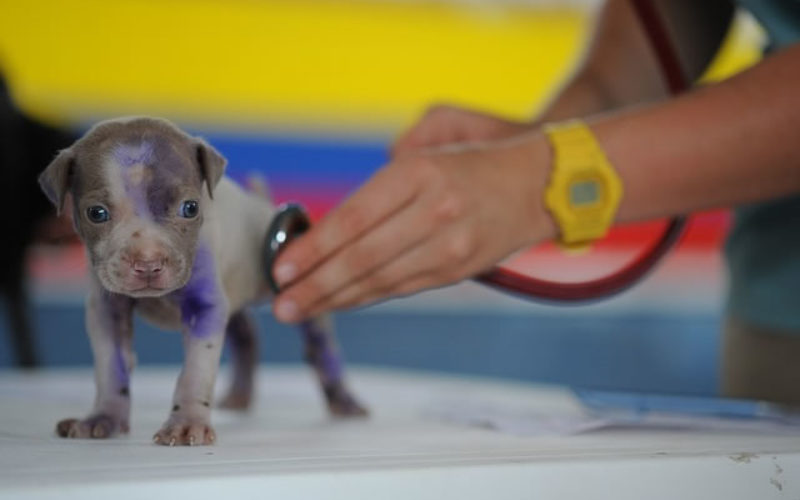 Opening a Veterinary Clinic? Top Tips for Attracting & Keeping Clients