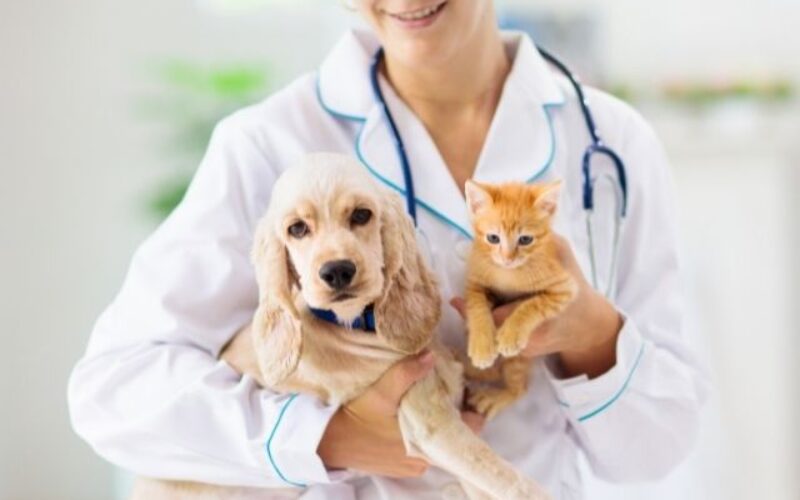 Ways To Make Your Veterinary Practice Stand Out
