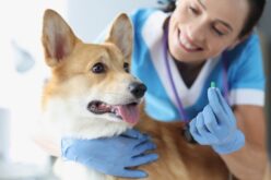 Packaging Tips for Veterinary Pharmacies