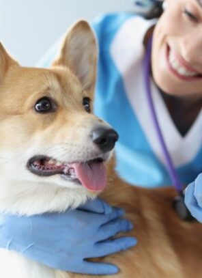 Packaging Tips for Veterinary Pharmacies
