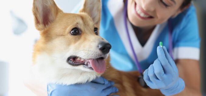 Packaging Tips for Veterinary Pharmacies