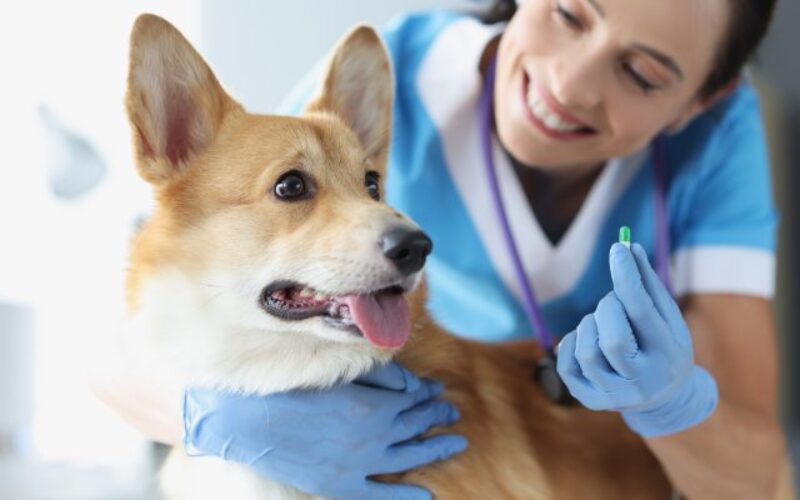 Packaging Tips for Veterinary Pharmacies