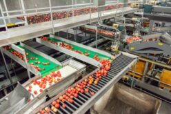 How Automation Improves Food Quality and Consistency